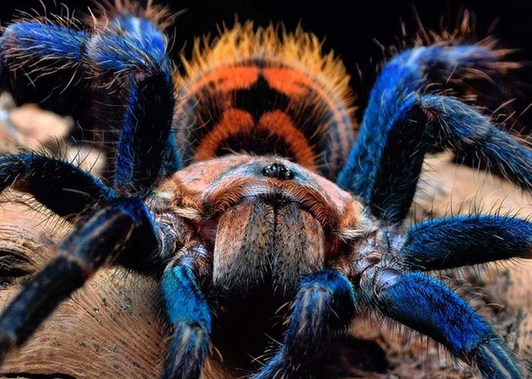 10 самых красивых пауков мира