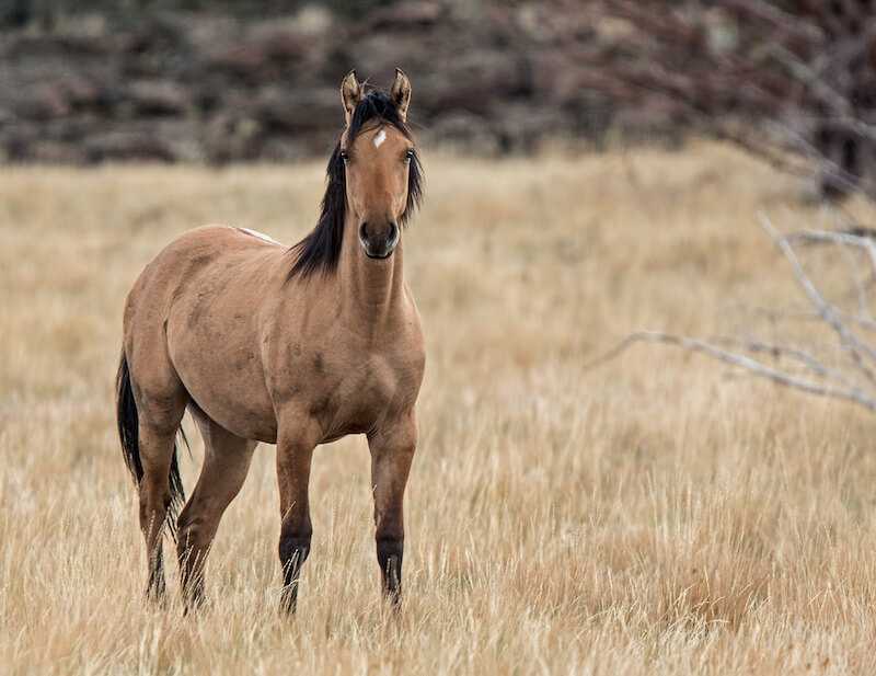 Лошадь мустанг: что это за дикие животные