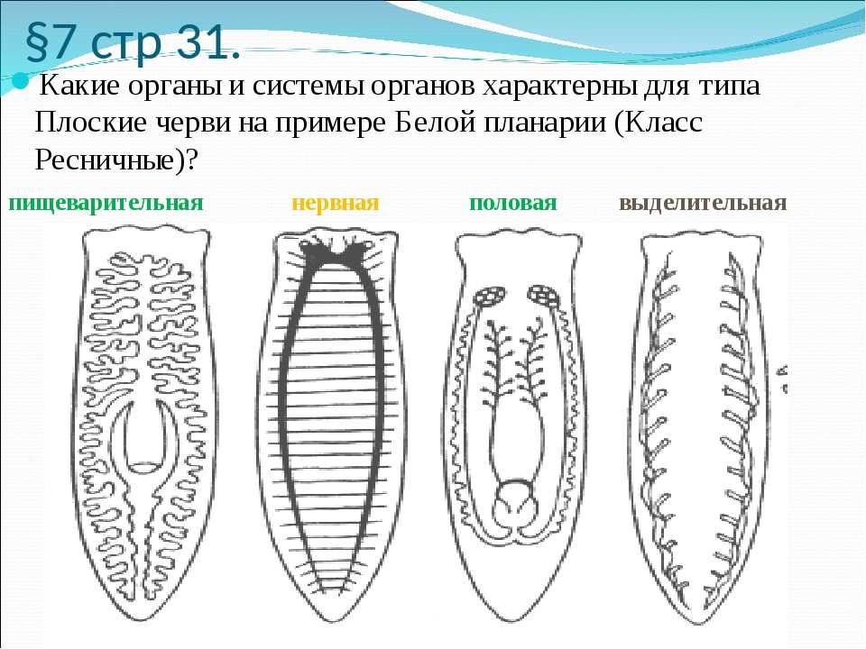 Тип плоские черви (plathelminthes) презентация, доклад