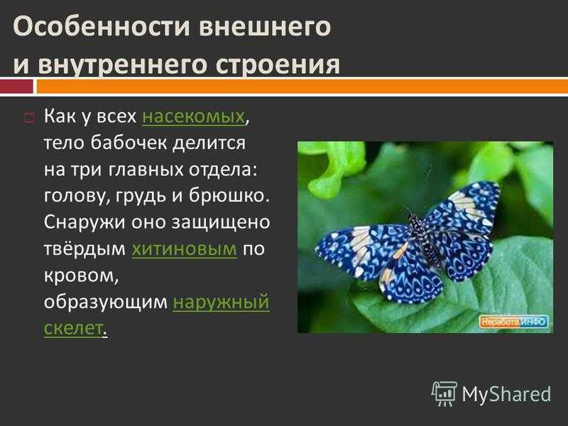 Примеры чешуекрылых насекомых