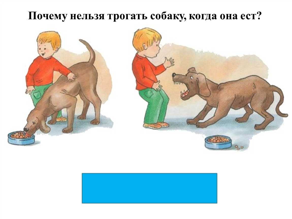 Мальчик подошел к собаке. Нельзя трогать собак. Когда нельзя трогать собаку. Почему нельзя трогать собаку. Почему собаку нельзя трогать когда она ест.