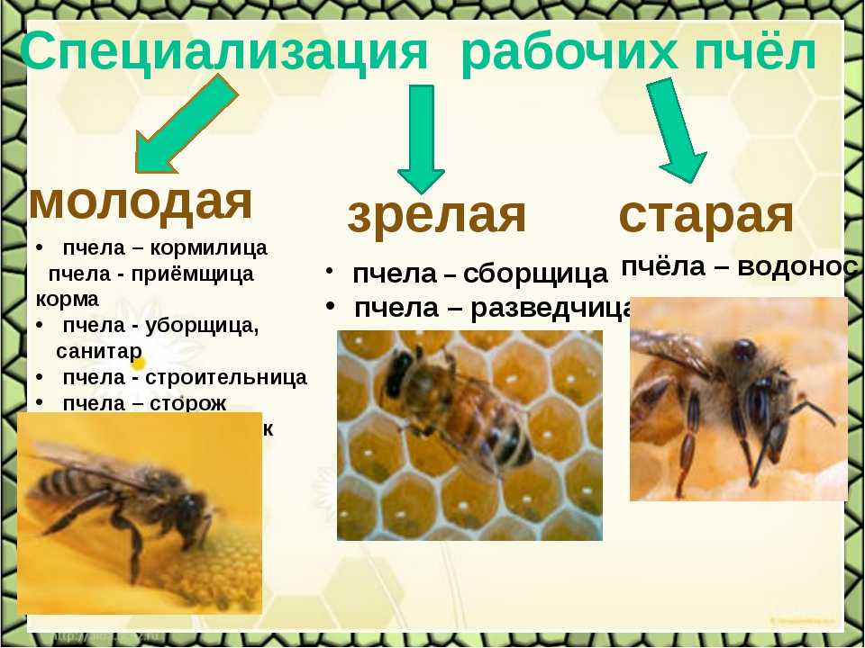 Как отличить молодую от старой. Пчела матка пчела трутень. Строение пчелиной семьи трутень. Медоносная пчела пчелиная семья. Строение пчелиной семьи.