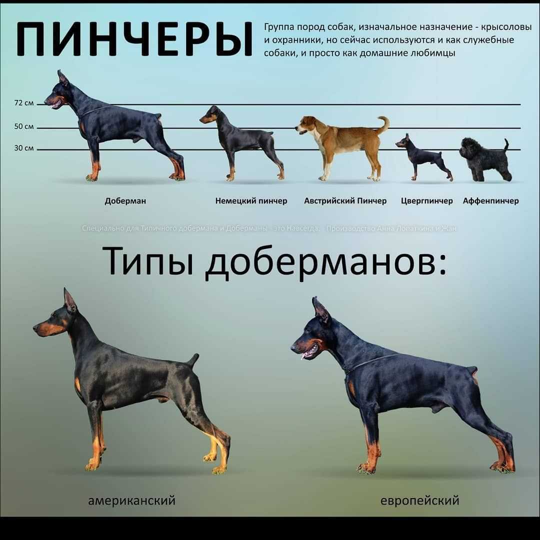 Доберман-пинчер: всё, что нужно знать об этой породе собак от а до я