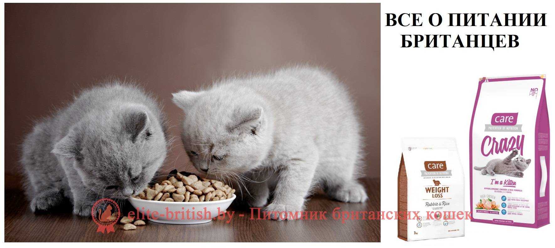 Чем кормить котёнка британца – меню по возрастам | ваши питомцы