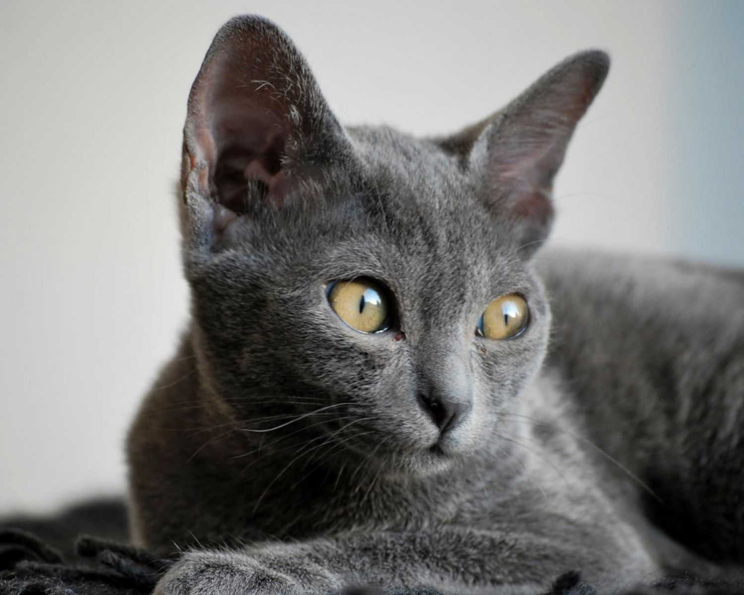 Порода кошек корат: 115 фото, описание внешности и характера кошки