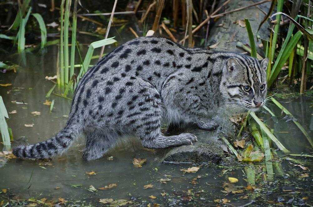 Виверровый кот рыболов: описание характера и внешности дикой кошки, образ жизни и фото