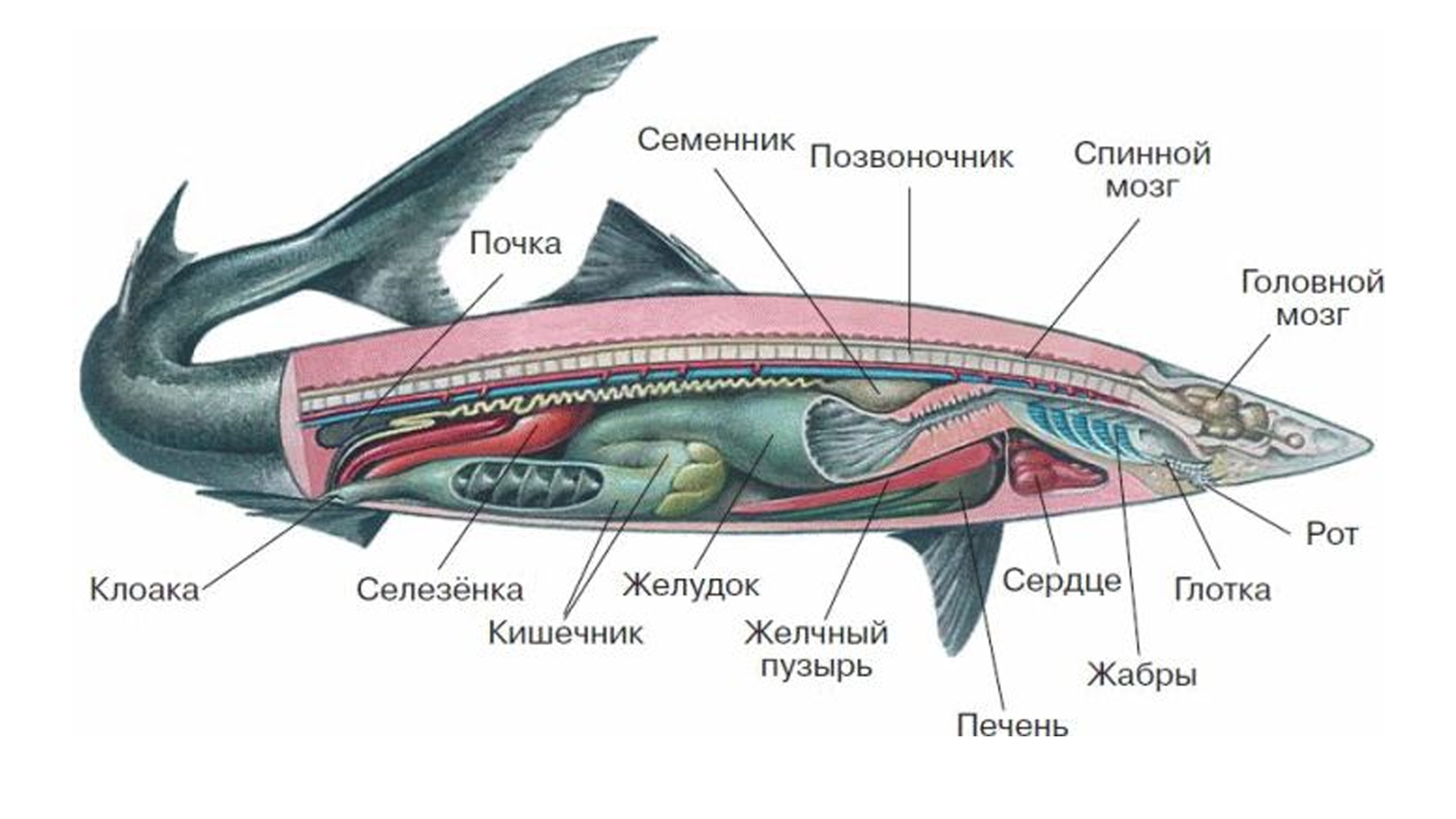 Внутреннее строение хрящевых рыб схема