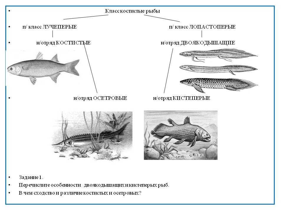 Рот хрящевые рыбы костные рыбы. Строение костных рыб и хрящевых рыб. Систематика класса костные рыбы. Костные рыбы двоякодышащие представители.