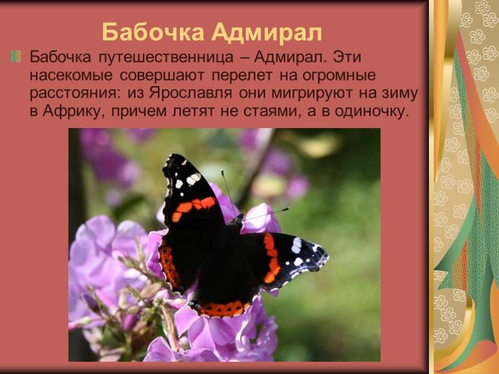 Биология 7 класса: бабочки, описание отряда чешуекрылых