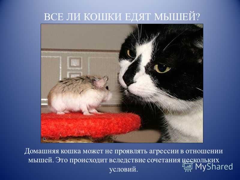 Отравление кошки крысиным ядом - симптомы и первая помощь! | caticat.ru