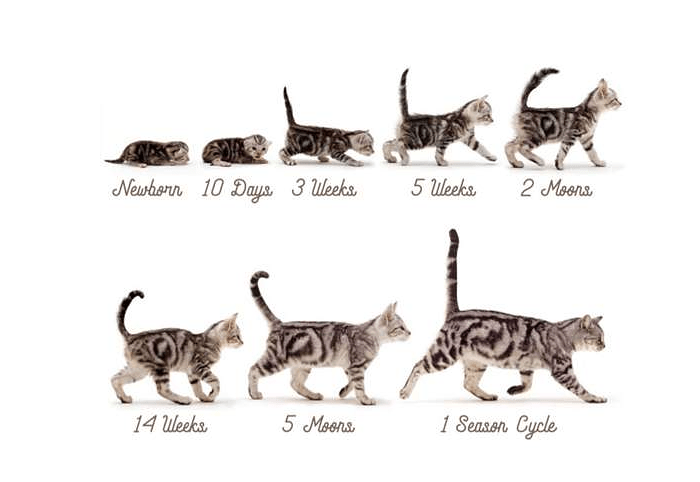 Систематика кошки домашней