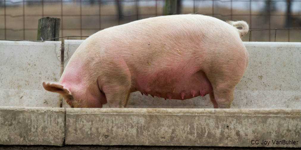 Причины запрета на потребление мяса свиньи в исламе