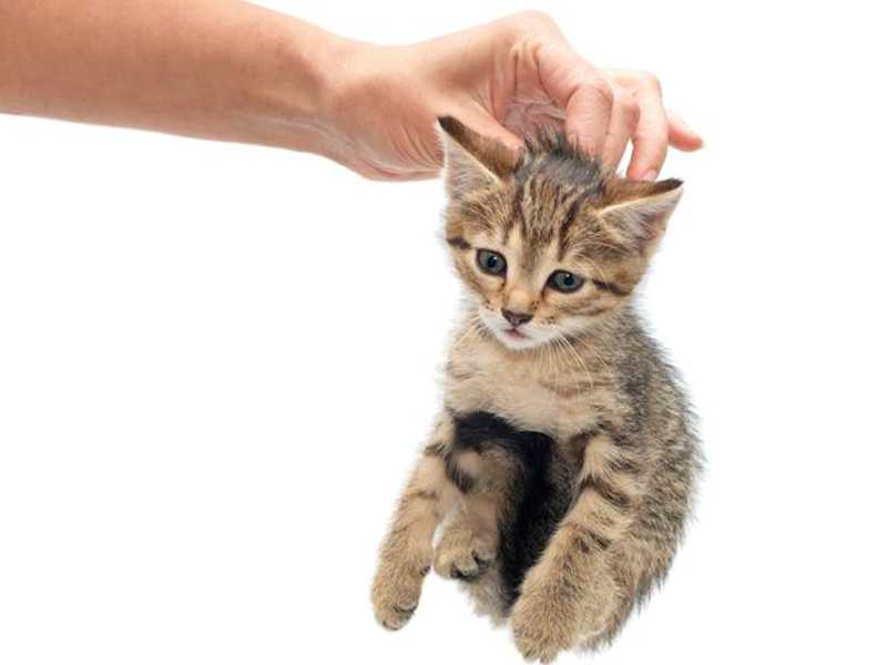 10 причин странного поведения кошки
