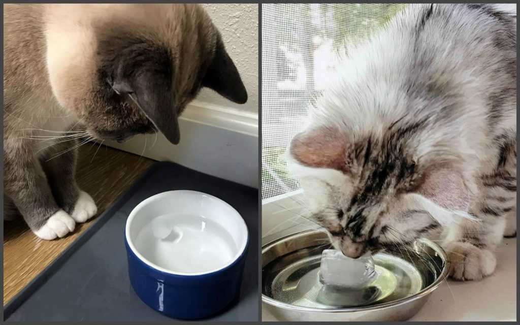 Кошка много пьет воды: причина и что делать