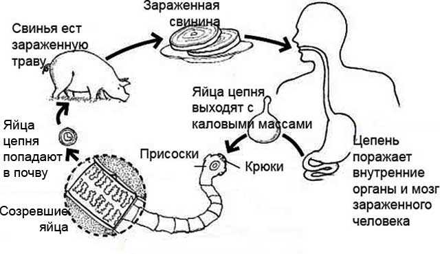 Тениоз - симптомы болезни, профилактика и лечение тениоза, причины заболевания и его диагностика на eurolab
