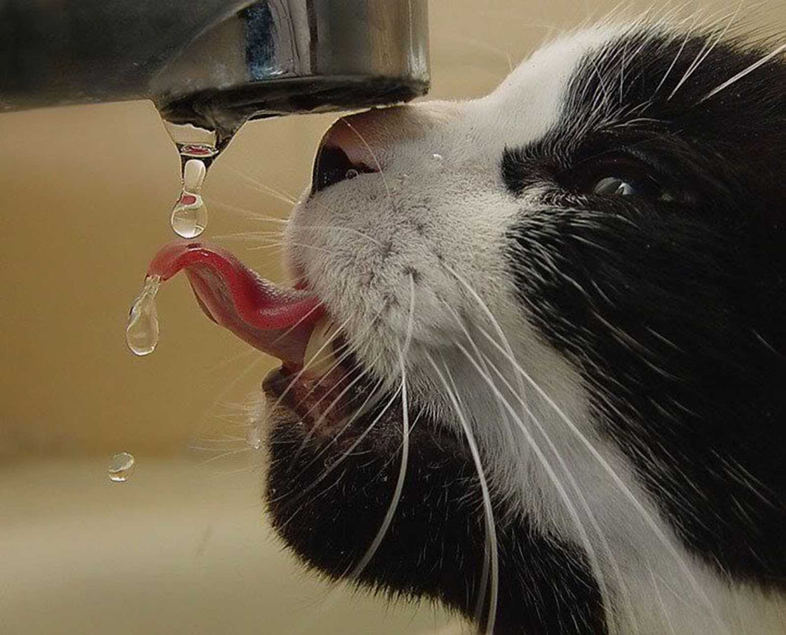 Кошка много пьет воды: причина и что делать