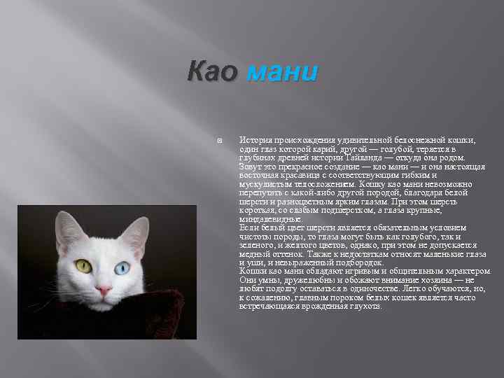 Као мани: описание породы кошек (с фото и видео)