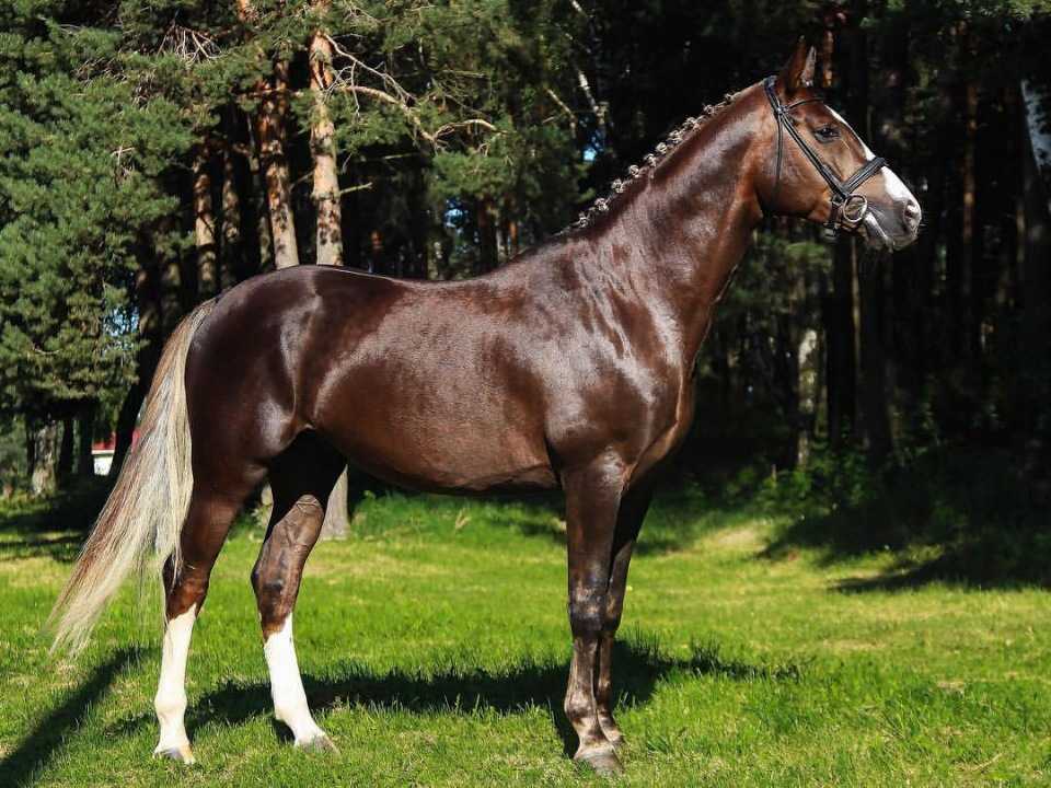 Карачаевская порода лошадей: фото, описание