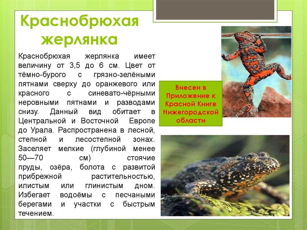 Разведение аквариумных лягушек - oozoo.ru