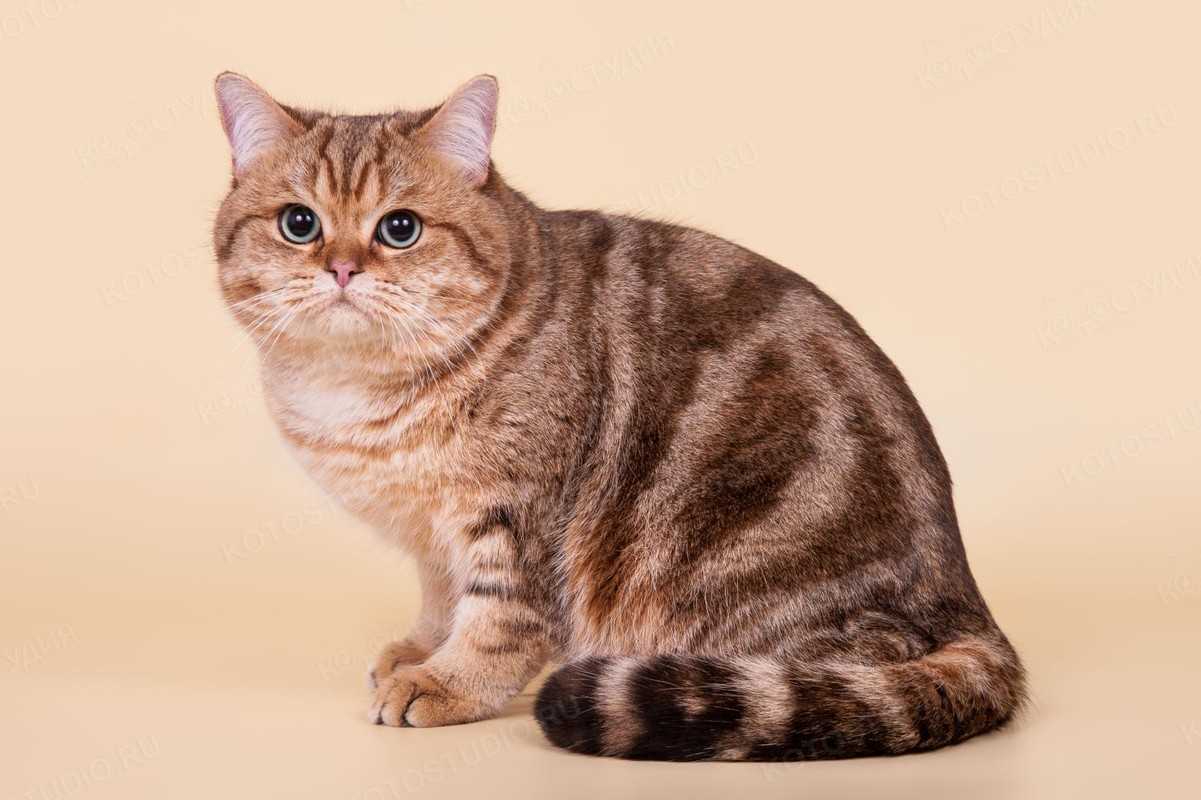 Короткошерстные породы кошек с фотографиями и названиями