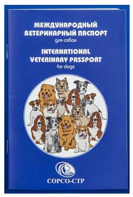Как сделать ветеринарный паспорт для кошки и зачем он необходим?