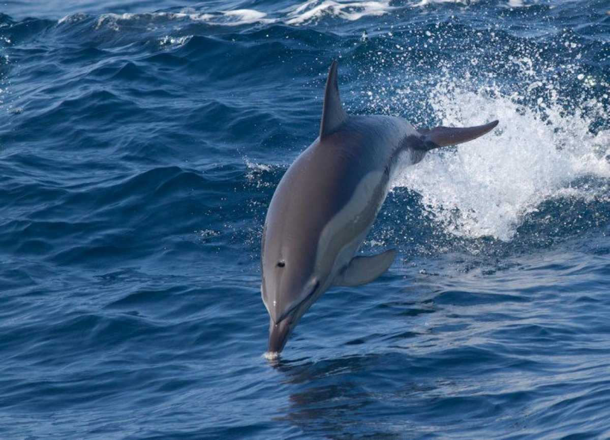 Реферат дельфин-белобочка