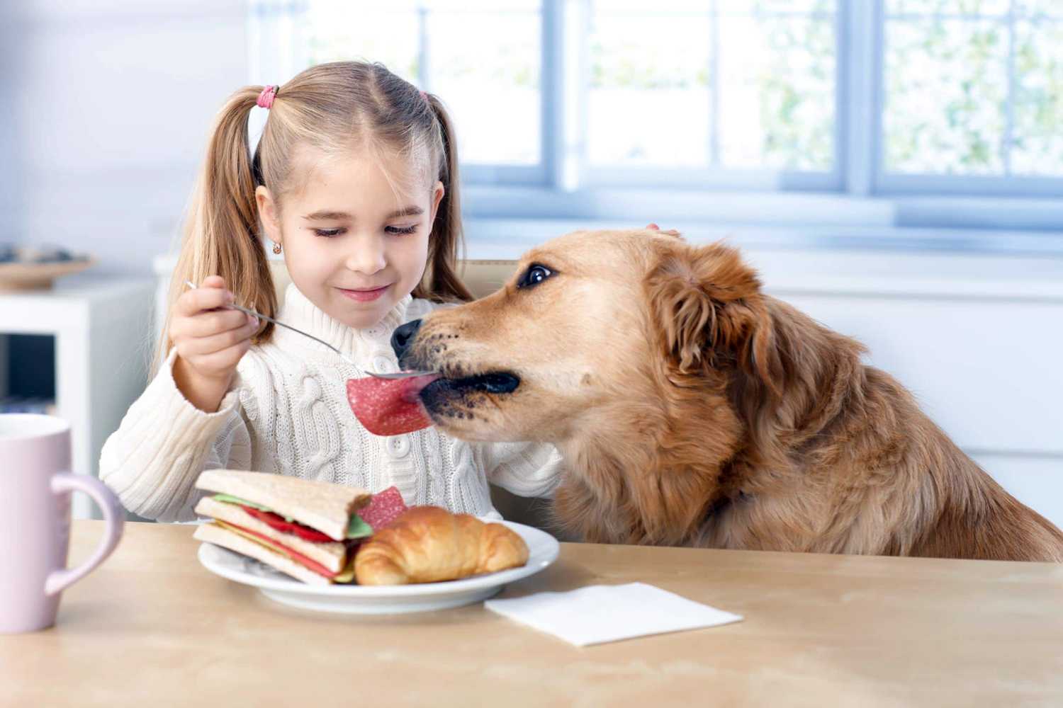 Основные факты, почему собака отказывается от еды | ваши питомцы