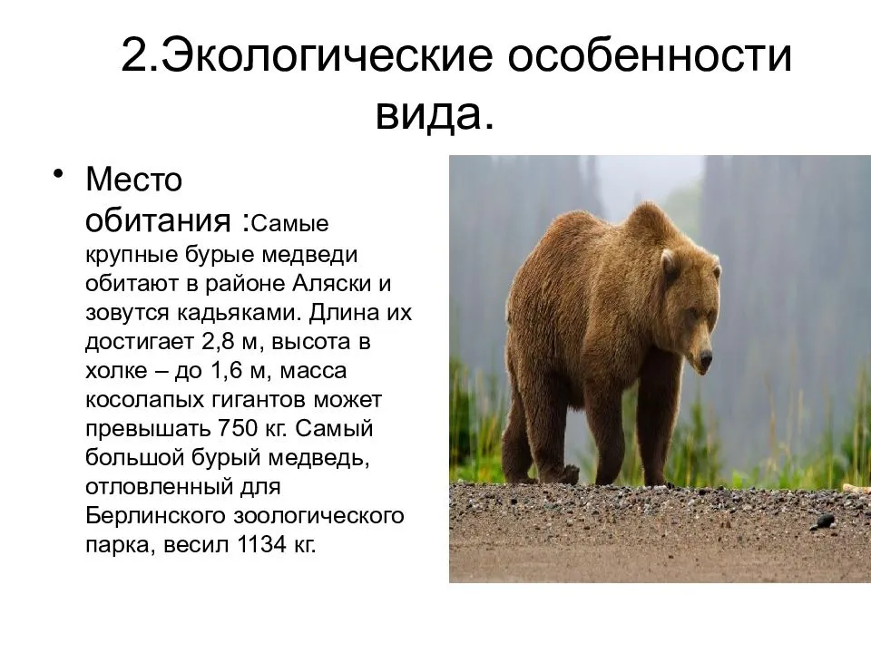 Климат бурого медведя