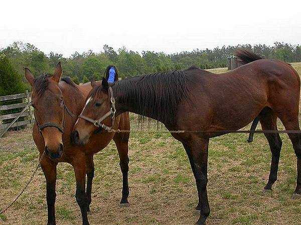 Как спариваются лошади: размножение и скрещивание