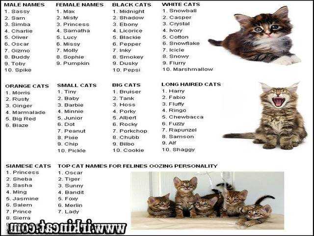 Как назвать британского кота и кошку-500 имен и кличек для котят