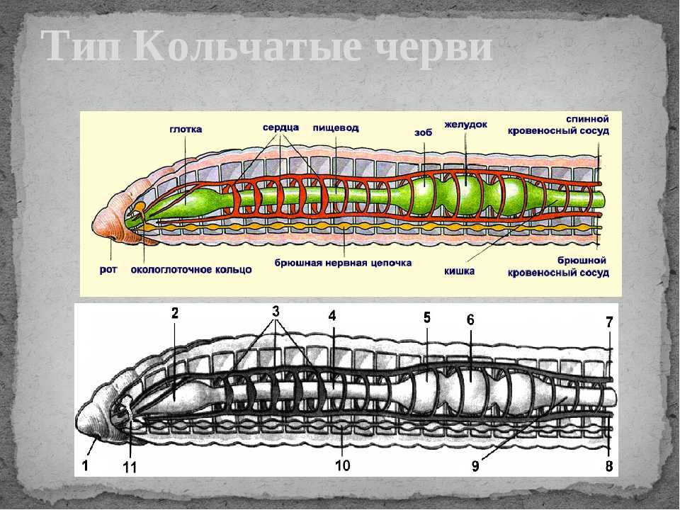 Сегмент дождевого червя. Тип круглые черви и кольчатые черви. Малощетинковые кольчатые черви строение. Типы круглые и кольчатые черви биология 7 класс. Кольчатые черви биология 7 строение.