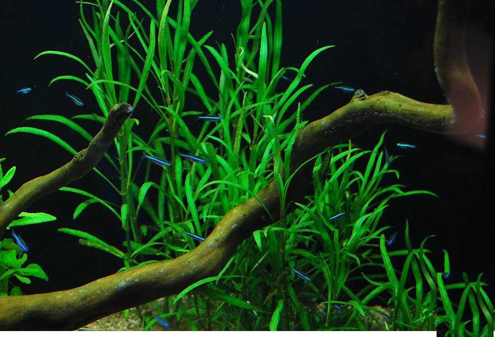 Гигрофила пиннатифида (hygrophila pinnatifida) – уникальное аквариумное растение