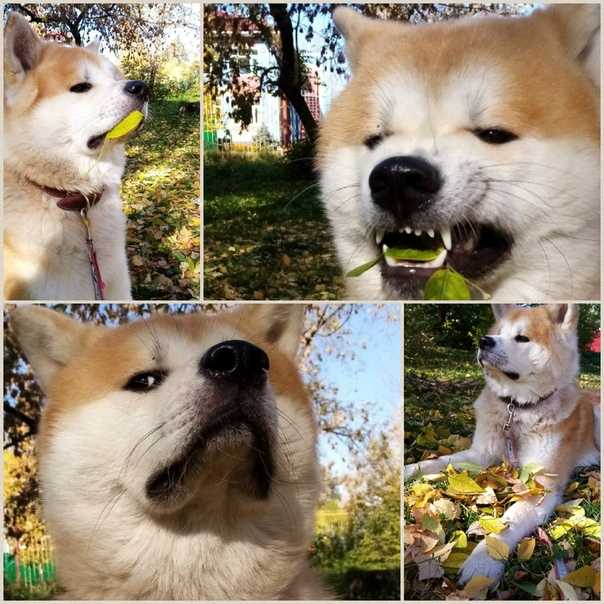 Японские породы собак с фото, названиями и описаниями