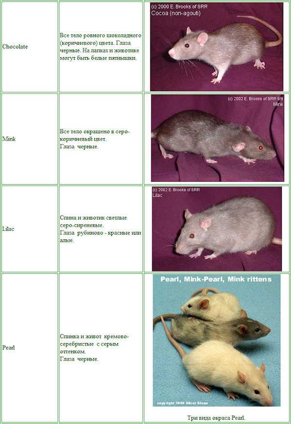 В домашних условиях содержатся различные разновидности декоративных крыс Каждая из них по-своему интересна