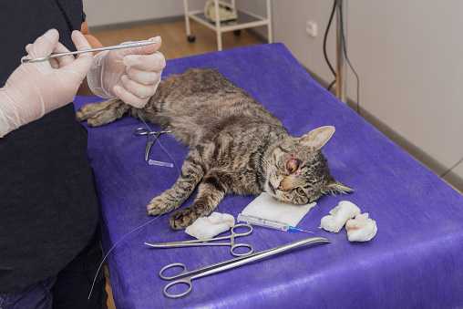 Стерилизация кошек и кастрация кота — нужна ли эта процедура?