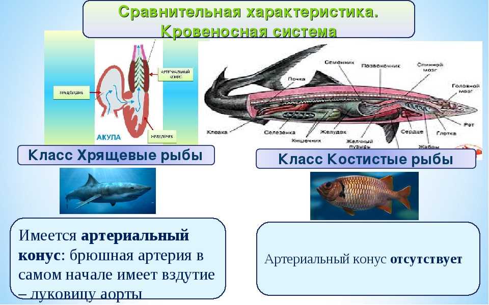 Какое оплодотворение характерно для костных рыб. Строение пищеварительной системы костных рыб и хрящевых. Кожа хрящевых рыб. Пищеварительная система хрящевых рыб и костных рыб. Хрящевые рыбы строение.