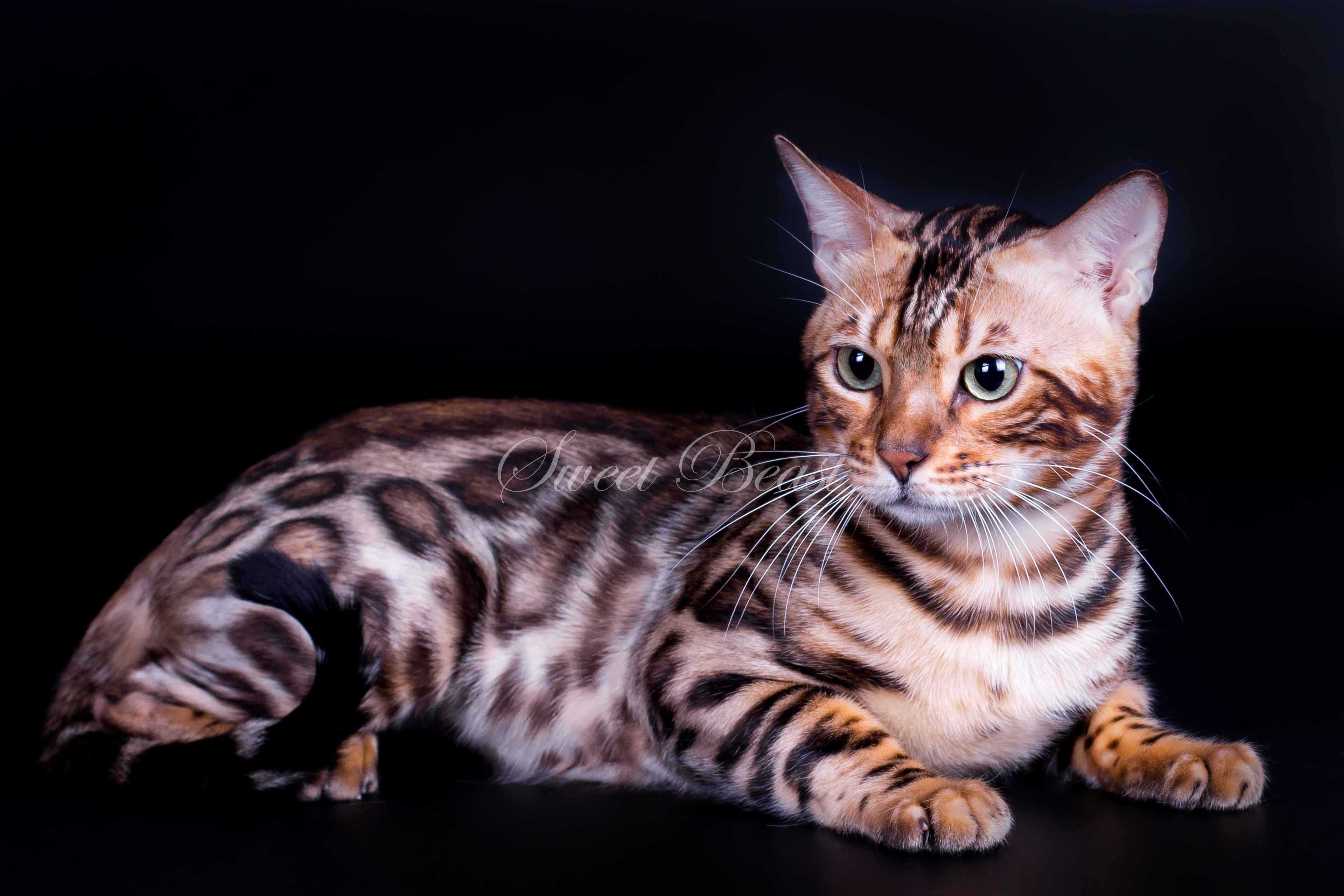 Бенгальская кошка - 75 фото дальневосточной домашней кошки