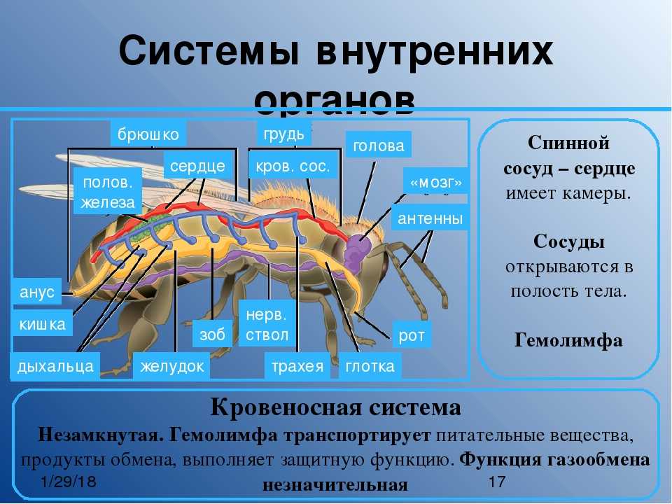 Какие системы у насекомых. Кровеносная система у насекомв. Строение кровеносной системы насекомых. Кровеносная система членистоногих насекомых. Внутреннее строение насекомых.