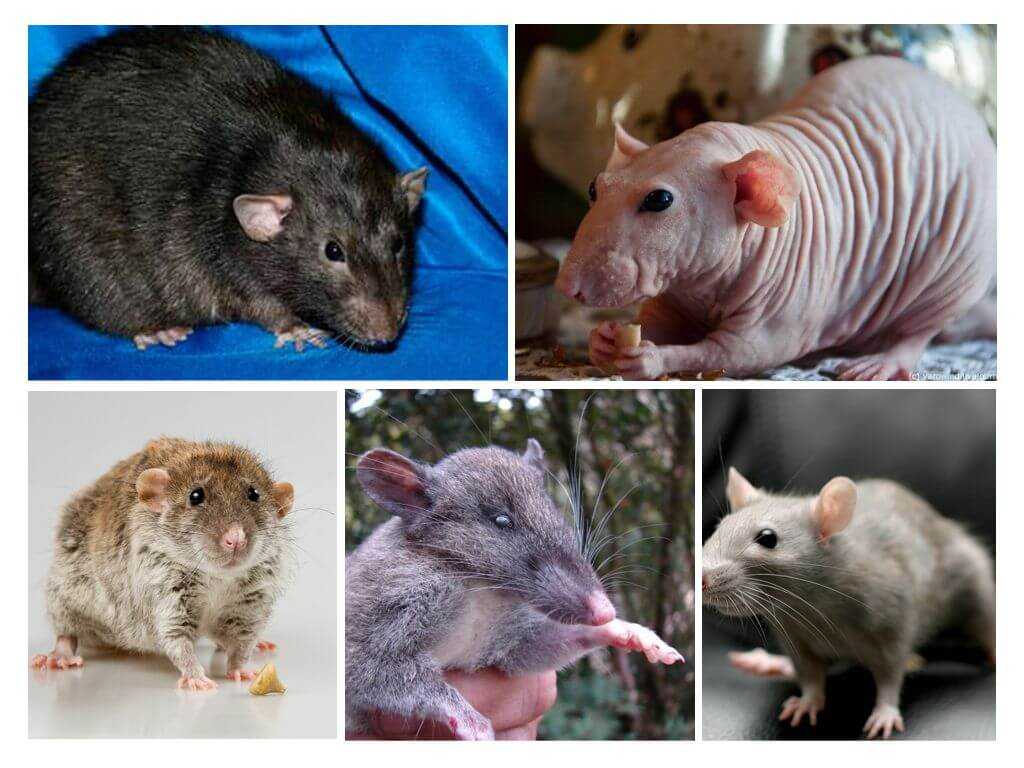 Декоративные домашние крысы – фото, виды, содержание, питание, размножение