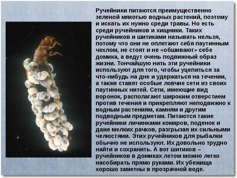 Пресноводный ручейник: описание и фото насекомого
