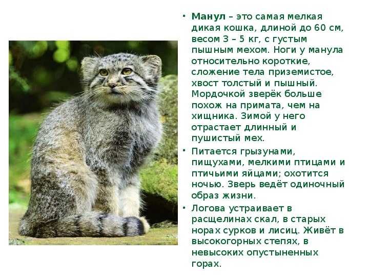 Дикая кошка felis libyca или дикий степной кот – прародитель всех домашних кошек