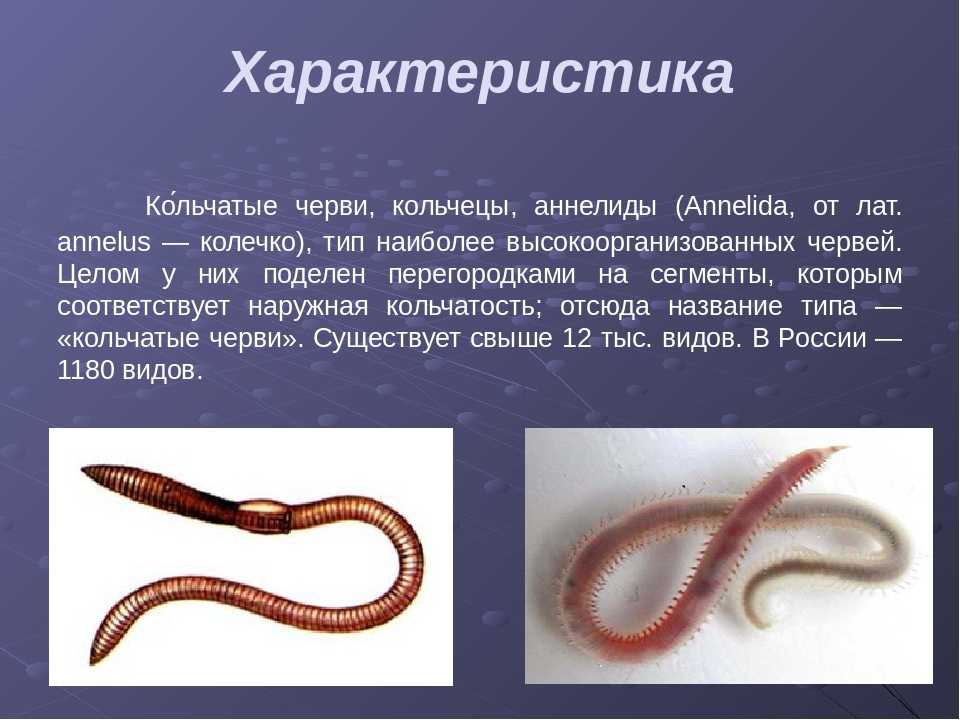 Тип кольчатые черви (annelida)