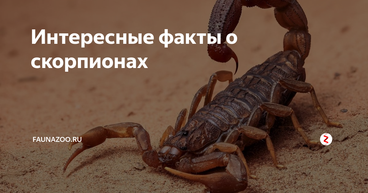 Значение скорпионов в природе и жизни человека. скорпионы в природе и в обществе. значение паукообразных в природе и жизни человека
