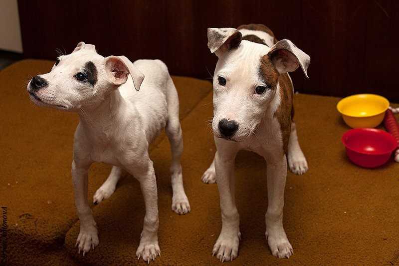 Рахит у собак и щенков: симптомы и лечение | petguru