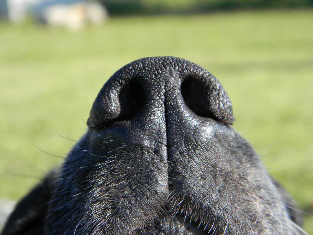 Обоняние у собак. Нос собаки. Нос для собачки. Мокрый нос собаки. Собачий носик.