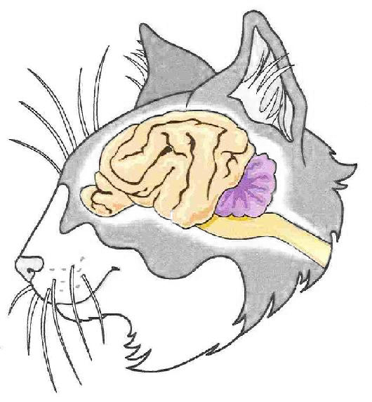 Мозг кошки. Головной мозг кошки анатомия.