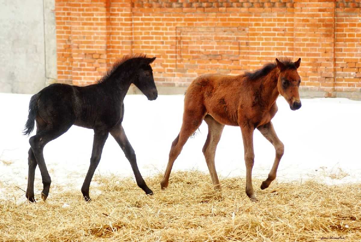 Спаривание лошадей. зачатие и рождение жеребенка | equilife.ru - первый конный журнал online