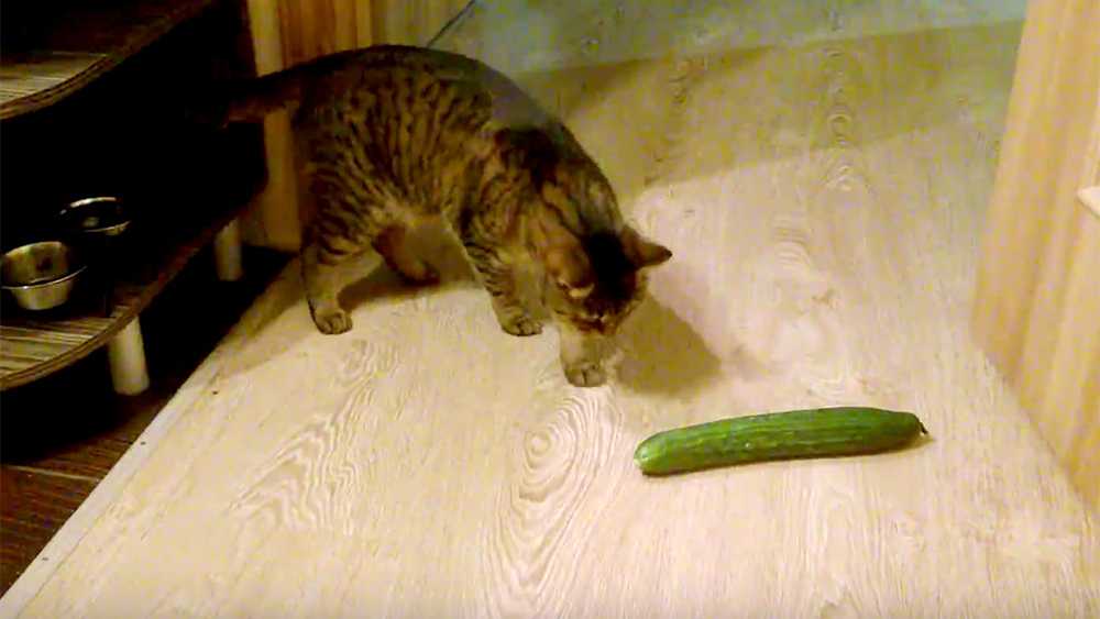 Почему коты и кошки боятся огурцов?