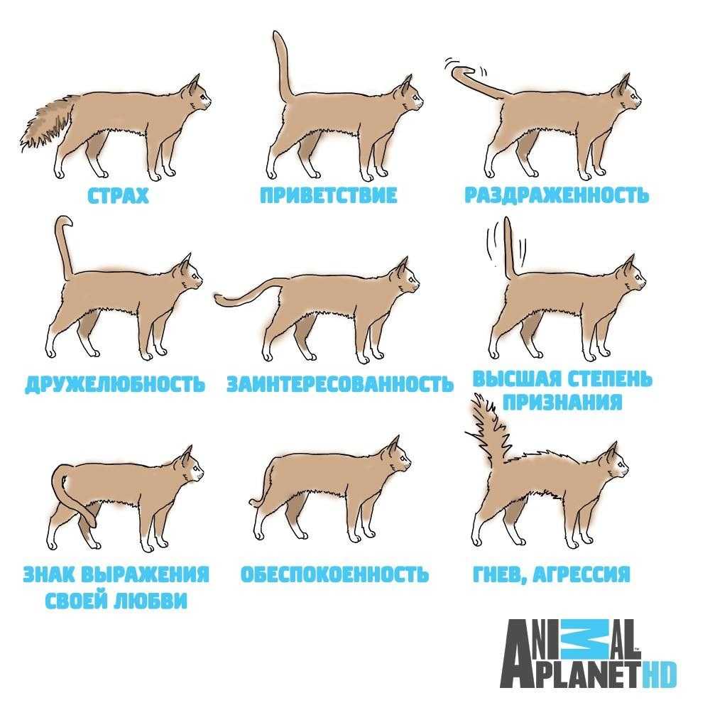 Рефлексы котов. Что значит положение хвоста у кошки. Как понять кошку по хвосту. Хвост кошки что означает положение. Поведение кота по хвосту.