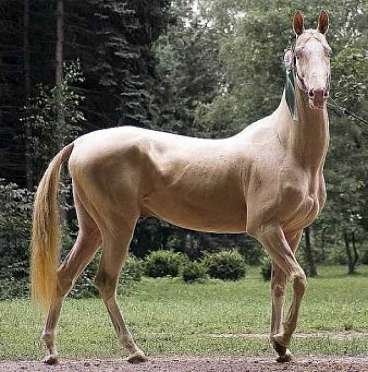 Топ-7 самых красивых лошадей в мире: фото, видео, описание пород